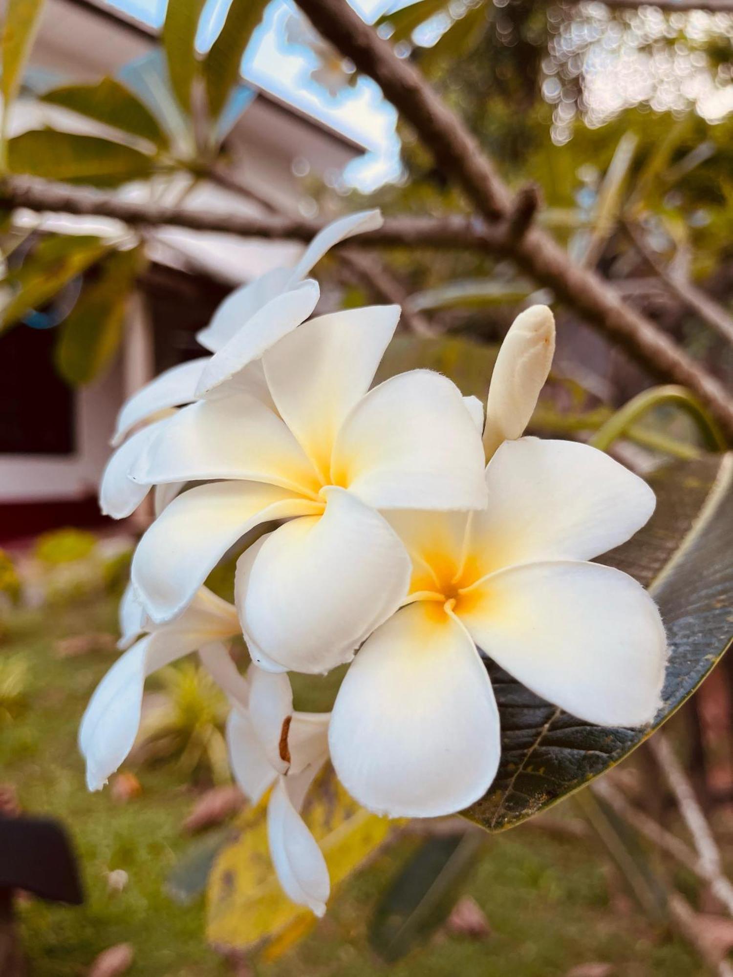 Unawatuna White Villa Exterior foto
